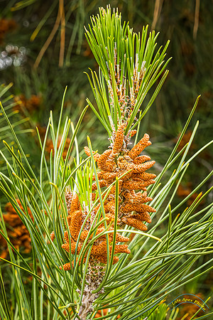 20240418-IMG_8256-Edit