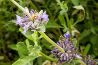 20240418-IMG_8304-Edit