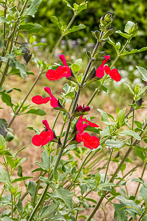 20240418-IMG_8314-Edit