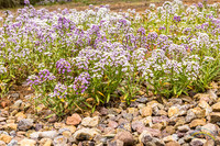 20240418-IMG_8163-Edit