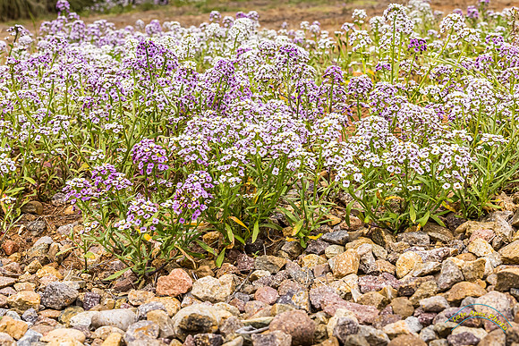 20240418-IMG_8163-Edit