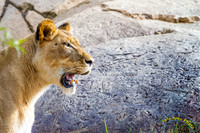 Lion Cubs 11-12-14 - IMG_6746
