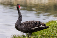 Black Swans Santee Lakes