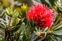 Raindrops On Bottle Brush