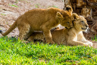 Lion Cubs 11-12-14 - IMG_6677