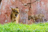 Lion Cubs 11-12-14 - IMG_6642