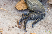 Grand Cayman Iguana Rear Foot