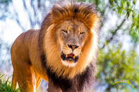Lion Cubs 11-12-14 - IMG_6613