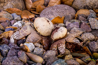 Fungi Growing Through The Pebbles
