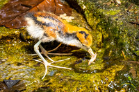 Wattled Jacana Chick