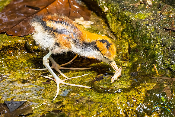 Wattled Jacana Chick