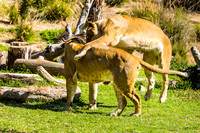 Wild Animal Park 2025-2-17
