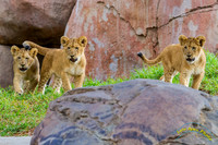 Lion Cubs 11-12-14 - IMG_6667
