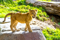 Lion Cubs 11-12-14 - IMG_6699
