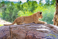 Lion Cubs 11-12-14 - IMG_6478