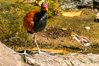 Wattled Jacana Mom and Chick