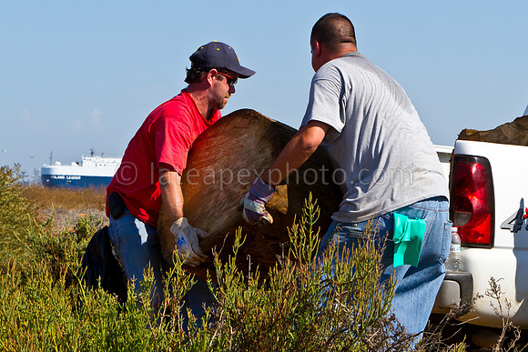 Chula Vista Nature Center Clean Up - 120