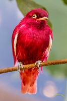 Pompadour Cotinga