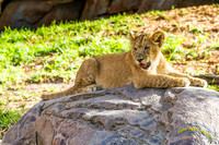 Lion Cubs 11-12-14 - IMG_6483
